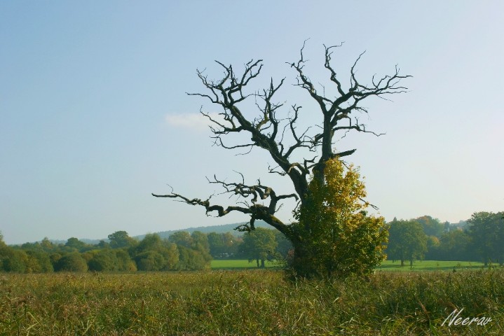 'Alter Baum-Im Frühling' von Neerav Joachim Weickert